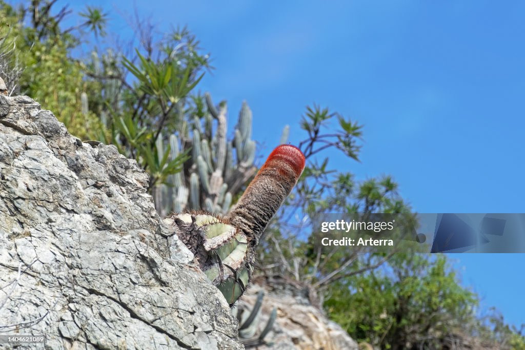Turk's cap cactus (Melocactus intortus) showing red
