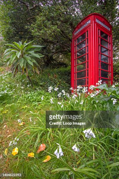 Red telephone box surrounded by spring flowers.