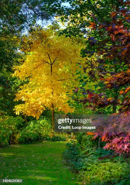 Beautiful autumn colours with a Shagbark Hickory and Maple tree.