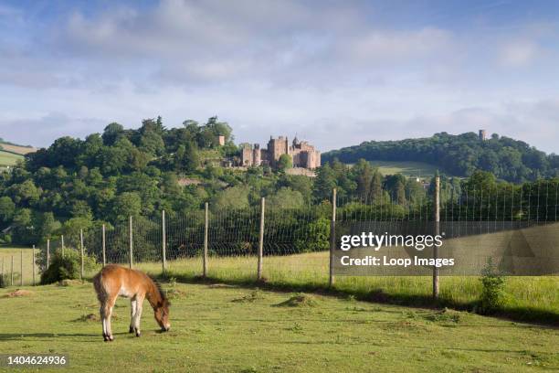 An Exmoor Pony foal grazing in Dunster Park with Dunster Castle and Conygar Tower beyond on the edge of Exmoor National Park.