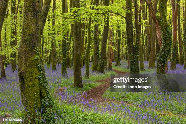 Path leading through bluebell woods.