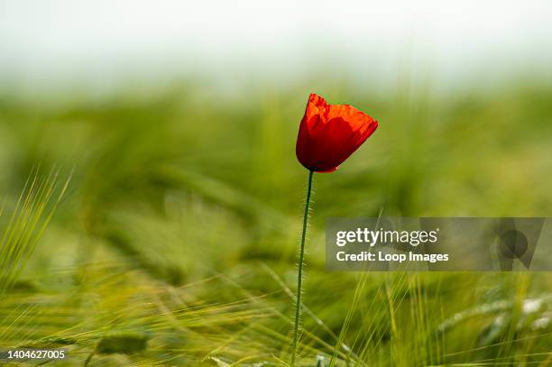 Single Red Poppy in Field of Green Barley.