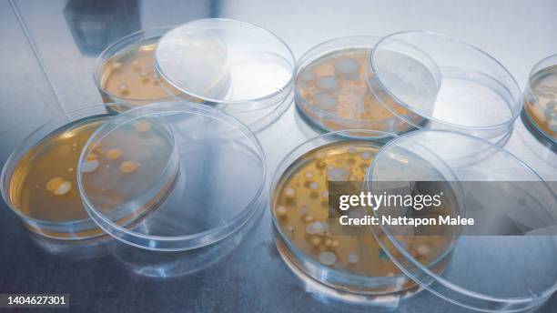 close-up shot of a petri dish for checking an antibiotic in the laboratory. - fungiculture stock pictures, royalty-free photos & images
