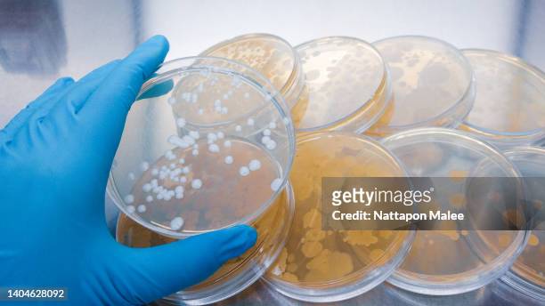 nahaufnahme einer petrischale zur überprüfung eines antibiotikums im labor. - agargel stock-fotos und bilder