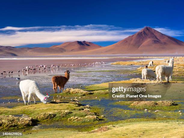 Llamas and Flamingos congregate by Laguna Colorada, Bolivia 8.