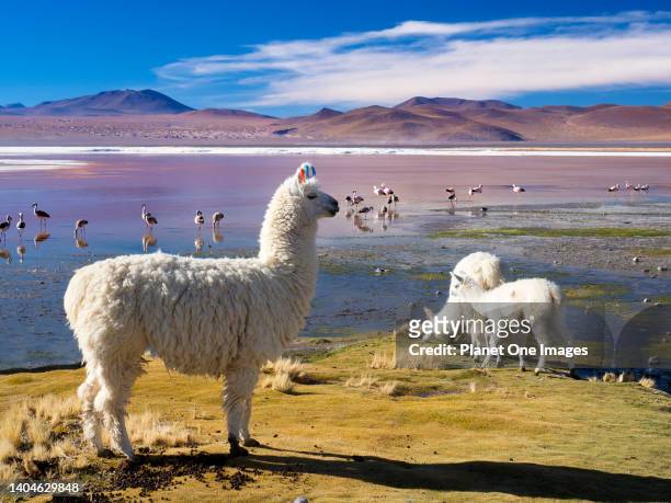 Llamas and Flamingos congregate by Laguna Colorada, Bolivia 12.
