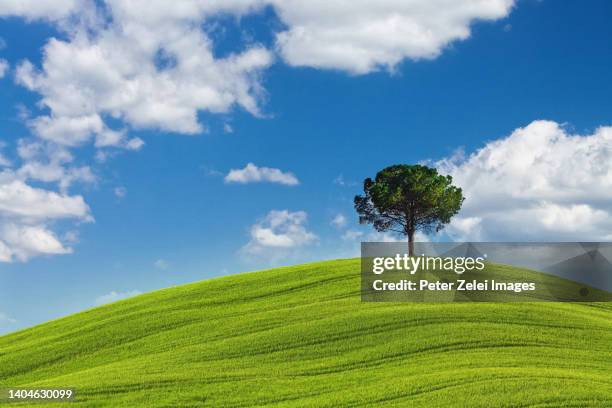 lonely tree in tuscany - single tree imagens e fotografias de stock