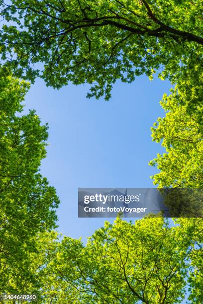 marco de fondo natural verde follaje de verano bosque bosque dosel - tree canopy pattern fotografías e imágenes de stock