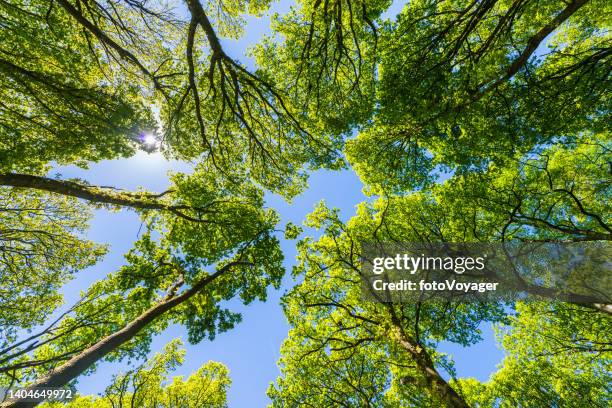 forest canopy soaring into blue summer skies green woodland foliage - copse stock pictures, royalty-free photos & images