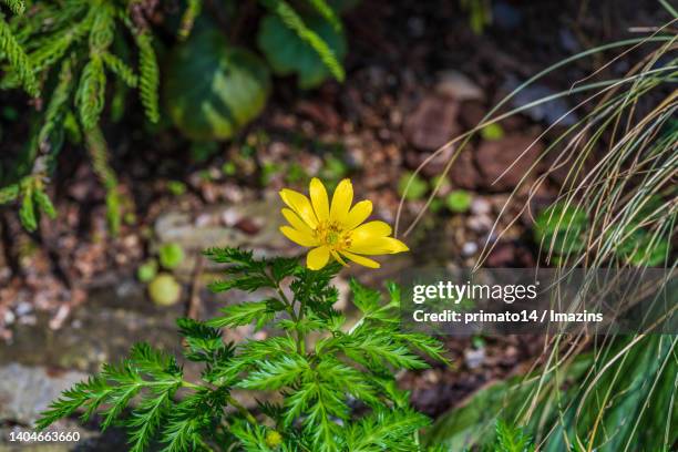 Sebok Rode Forest 62 Sebok Stock Photos, High-Res Pictures, and Images - Getty Images