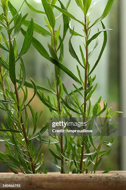 french tarragon - tarragon stock pictures, royalty-free photos & images