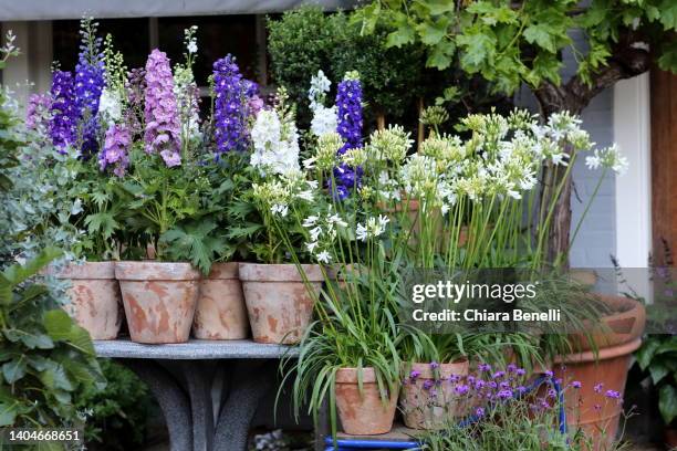 dutch crops and farmyard animals - breda stockfoto's en -beelden