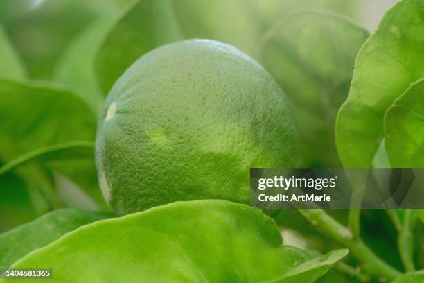 green citrus fruit on a tree - lime tree stockfoto's en -beelden