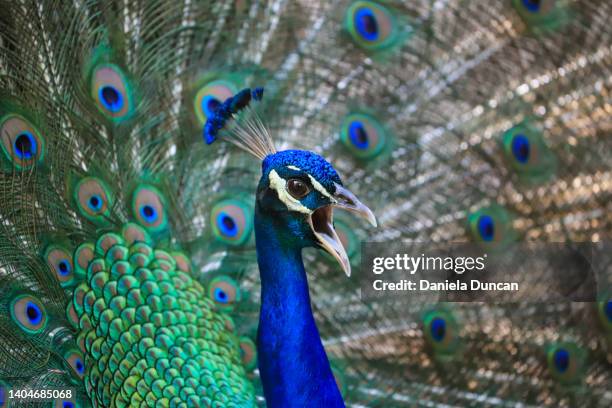 peacock screaming - animal call stock pictures, royalty-free photos & images