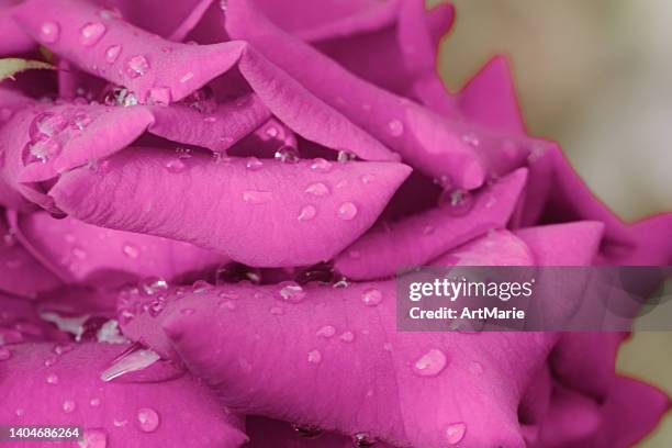 purple rose clos'up - rosa violette parfumee photos et images de collection
