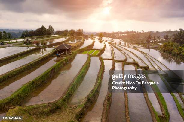 aerial drone view of tegallalang rice terraces at sunset, ubud, bali, indonesia - tegallalang stock pictures, royalty-free photos & images