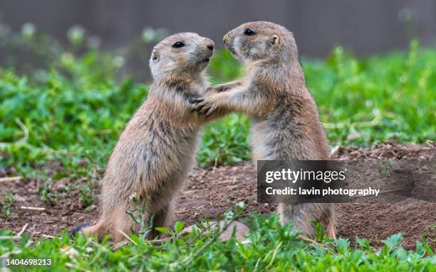 may i have this dance. pair of prairie dogs holding hands - wildlife trade stock pictures, royalty-free photos & images