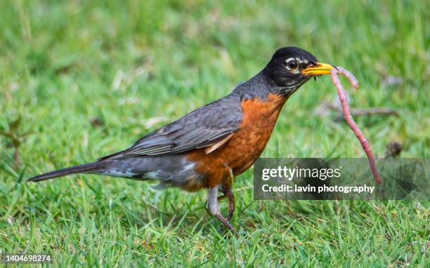 Robi Rasmi 6,999 Robin Long Stock Photos, High-Res Pictures, and Images - Getty Images