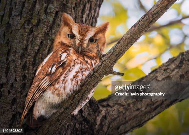 red morph screech owl on a branch - mocho de orelhas americano imagens e fotografias de stock