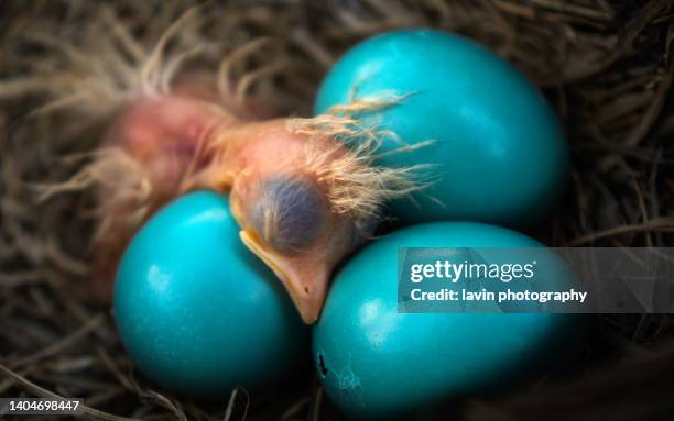 robin baby sleeping with 3 eggs waiting for new arrival - robin stock pictures, royalty-free photos & images