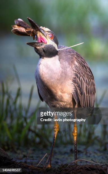 yellow crowned night heron flipping a giant water bug - belostomatidae stock pictures, royalty-free photos & images
