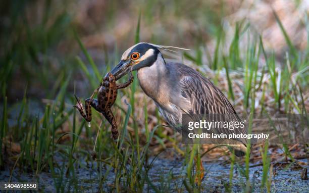 yellow crowned night heron with a northern leopard frog - amphibian stock pictures, royalty-free photos & images