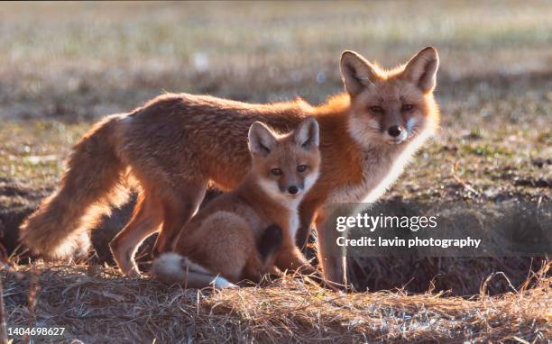 mama fox posiert mit ihrem baby-kit - fuchs wildhund stock-fotos und bilder