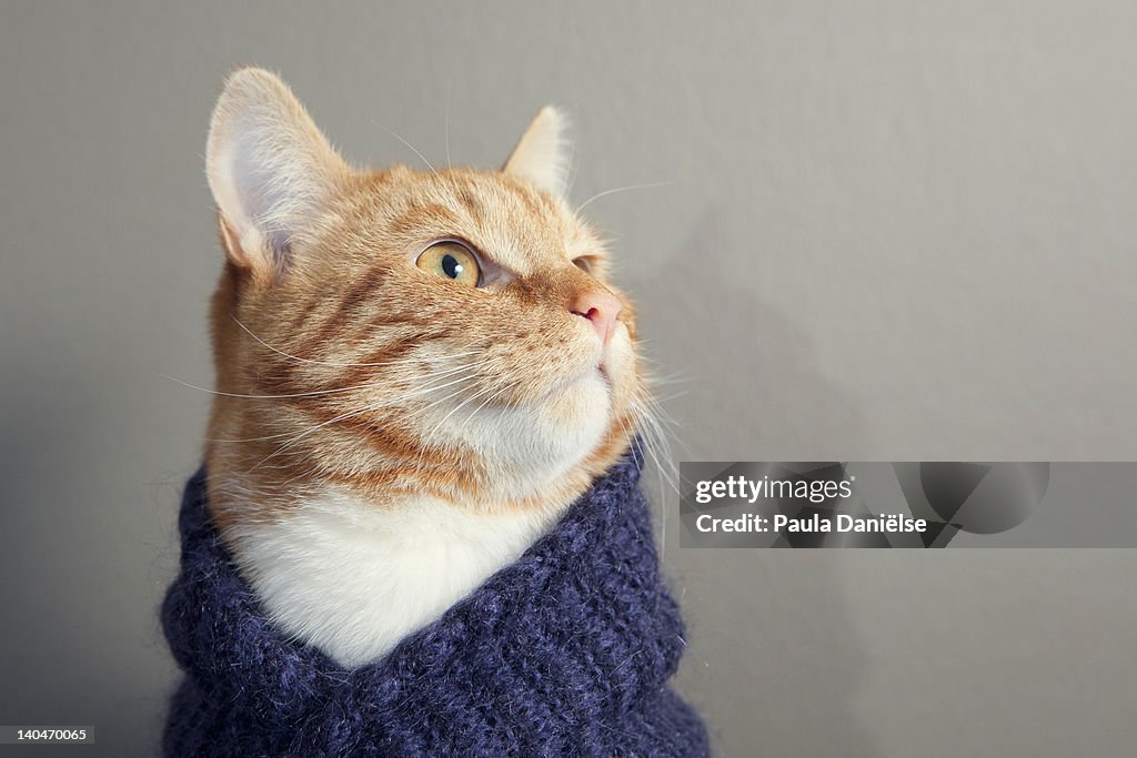 Cute red cat with purple scarf