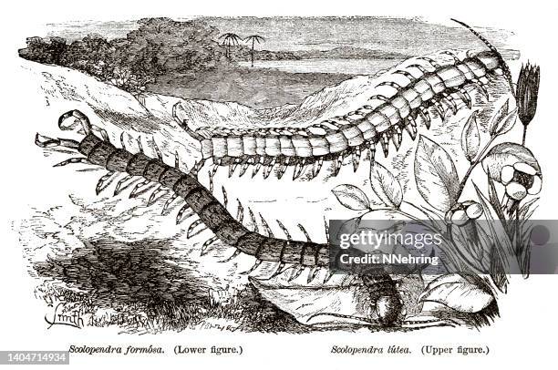 holzschnitt von tausendfüßlern, scolopendra morsitans und scolopendra lutea - centipede stock-grafiken, -clipart, -cartoons und -symbole