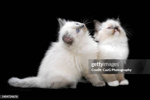 Two Ragdolls Two Ragdoll Cats Photos and Premium High Res Pictures - Getty Images