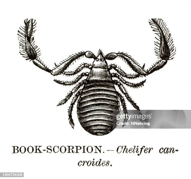 woodcut of book scorpion, chelifer cancroides - pseudoscorpion stock illustrations