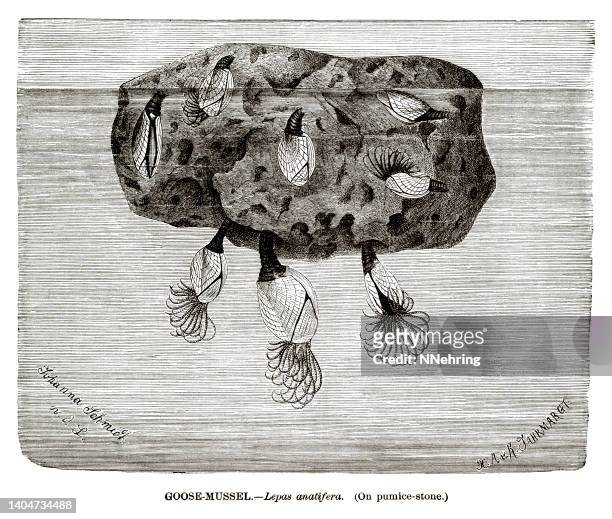 woodcut of gooseneck barnacle or goose mussel, lepas anatifera - barnacle stock illustrations