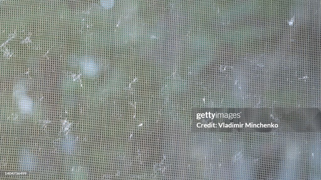 Cobweb Rashes Down From Tree And Cobwebs Hanging On Mosquito Net High-Res Stock Photo ...
