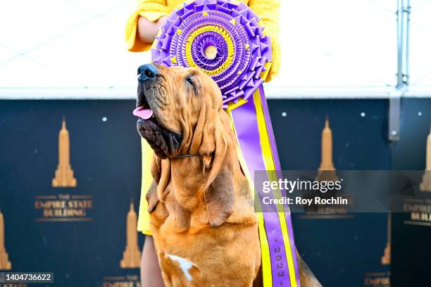 Westminster Dog Show Best in Show Winner Trumpet the Bloodhound and his handler Heather Helmer visit the Empire State Building on June 23, 2022 in...