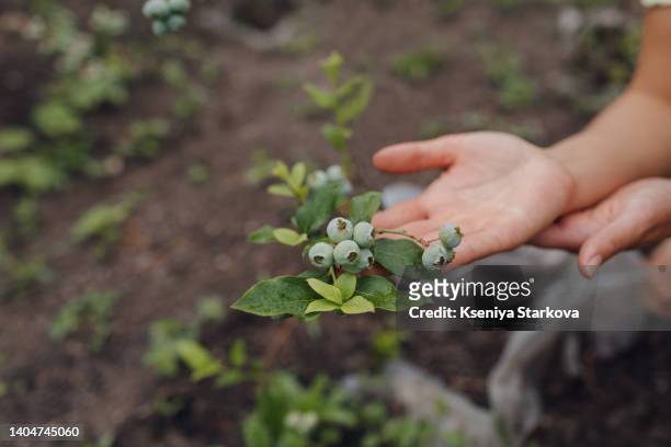 close-up hand of a young asian woman holds unripe fruits on a growing blueberry bush in an eco farm - berry fotografías e imágenes de stock