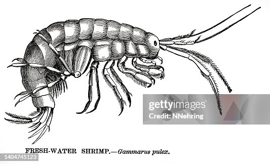 Gravure sur bois de crevettes d’eau douce, Gammarus pulex Gravure sur bois de crevettes d’eau douce, Gammarus pulex
