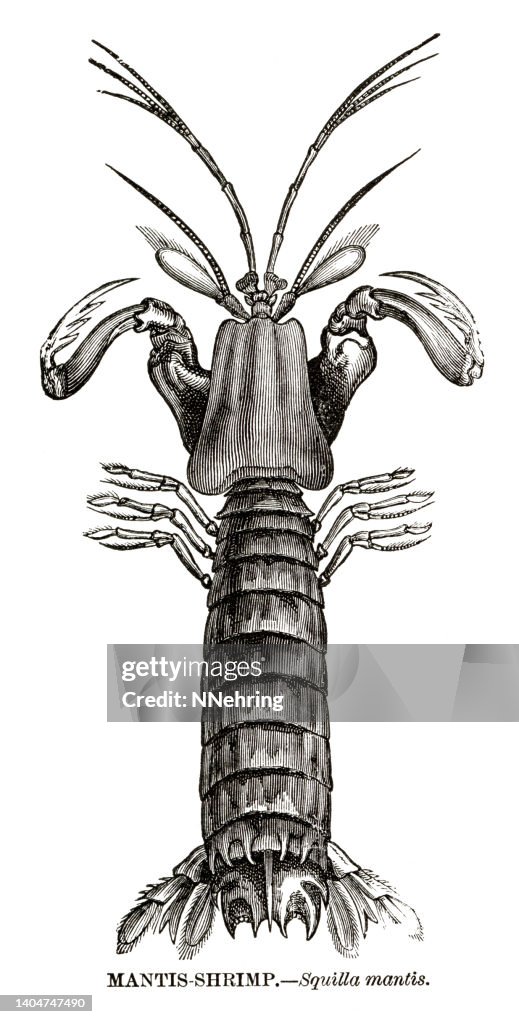 Woodcut of mantis shrimp, Squilla mantis