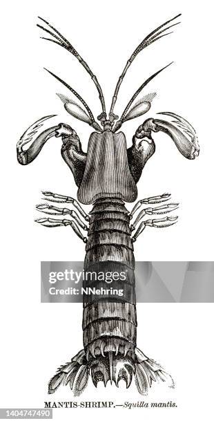 woodcut of mantis shrimp, squilla mantis - mantis shrimp stock illustrations