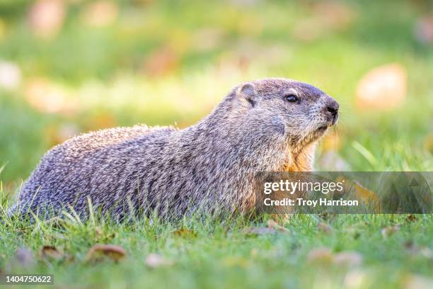 groundhog - groundhog stock pictures, royalty-free photos & images