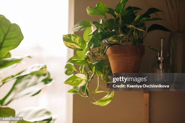 herbs in plant pots growing on a windowsill - window sill 個照片及圖片檔