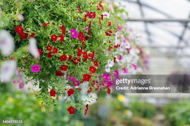 hanging basket of petunias in a greenhouse - sugar daddy stock pictures, royalty-free photos & images