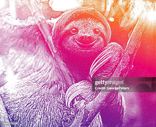 1点のミユビナマケモノイラスト素材 Getty Images 1点のミユビナマケモノイラスト素材 Getty Images