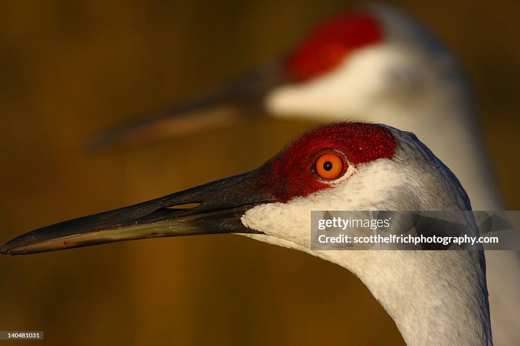 Sandhill cranes