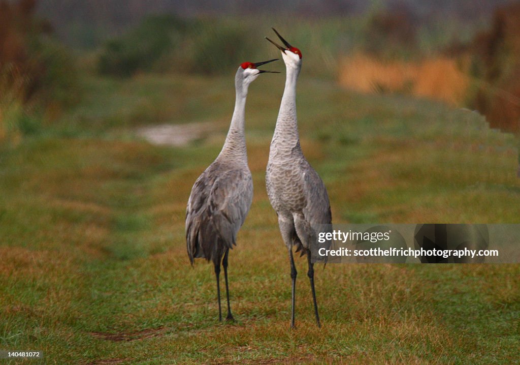 Sandhill cranes