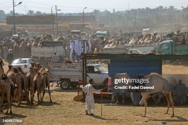 Traders prepare camels for sale at the Birqash Camel Market ahead of the Muslim festival of Eid al-Adha on June 24, 2022 in Cairo, Egypt.