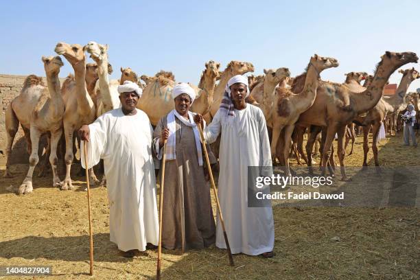 Traders pose as they prepare camels for sale at the Birqash Camel Market ahead of the Muslim festival of Eid al-Adha on June 24, 2022 in Cairo, Egypt.