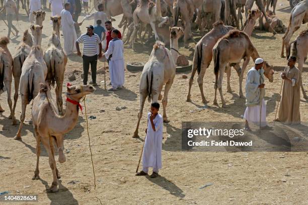 Traders prepare camels for sale at the Birqash Camel Market ahead of the Muslim festival of Eid al-Adha on June 24, 2022 in Cairo, Egypt.