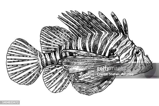 vector drawing of a lionfish - lionfish stock illustrations