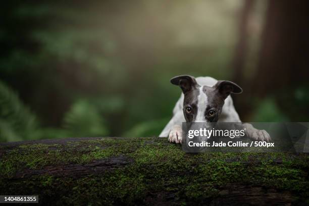 portrait of whippet on field,clitheroe,united kingdom,uk - whippet stock pictures, royalty-free photos & images