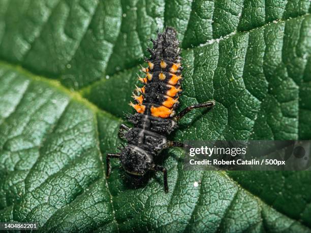 close-up of insect on leaf - larve stock-fotos und bilder